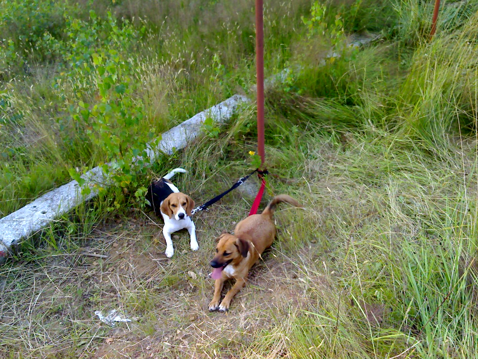 čekání na coursing